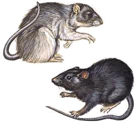 Rodents