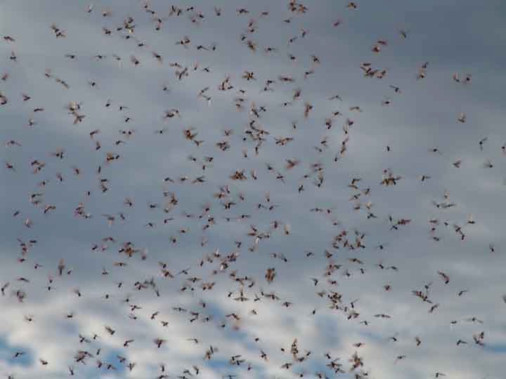 Termites